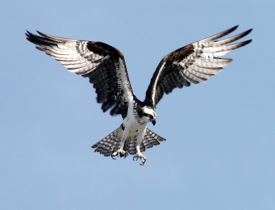 Una espectacular imagen de archivo de un águila pescadora. Imagen: Pixabay