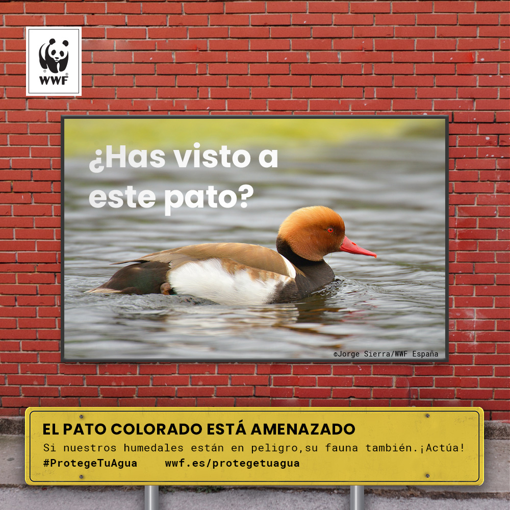 El pato colorado, una especie amenazada. Imagen: WWF