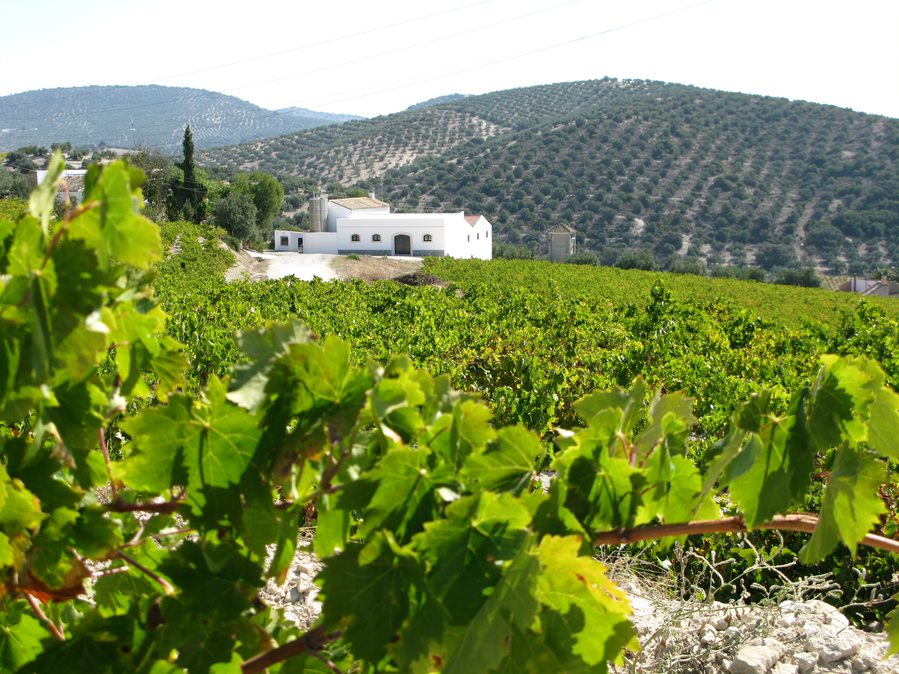 Paisaje típico de Viñas de la zona de Montilla-Moriles (Córdoba-España). Foto: Consejo Regulador DOP “Montilla-Moriles". Imagen: Metacomunicación