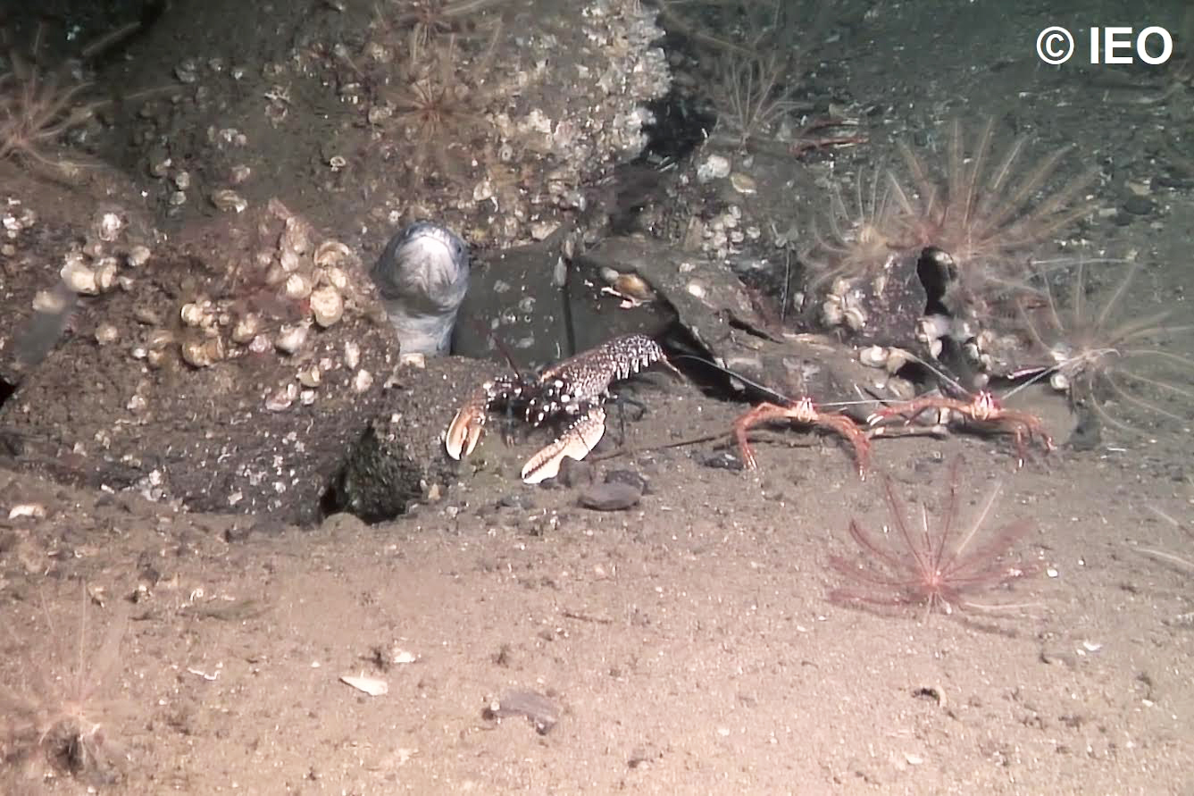 Fotografía tomada con el ROV Liropus que muestra cuatro especies demersales típicas de la zona circalitoral del Mar Cantábrico: congrio ('Conger conger'), arañas ('Munida spp.'), bogavante ('Homarus gammarus') y lirios de mar ('Leptometra celtica'). Imagen: IEO