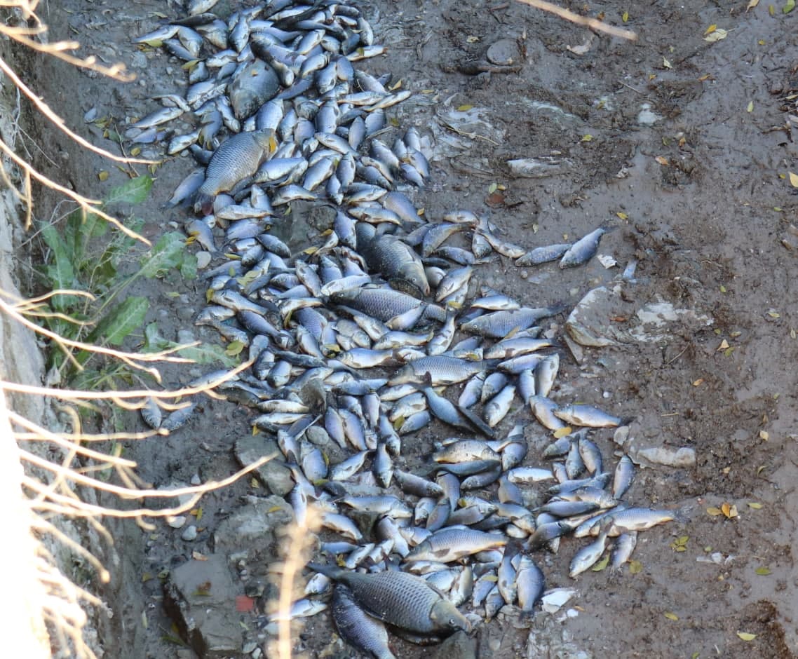 Peces muertos en la acequia Barrera. Imagen: Huermur