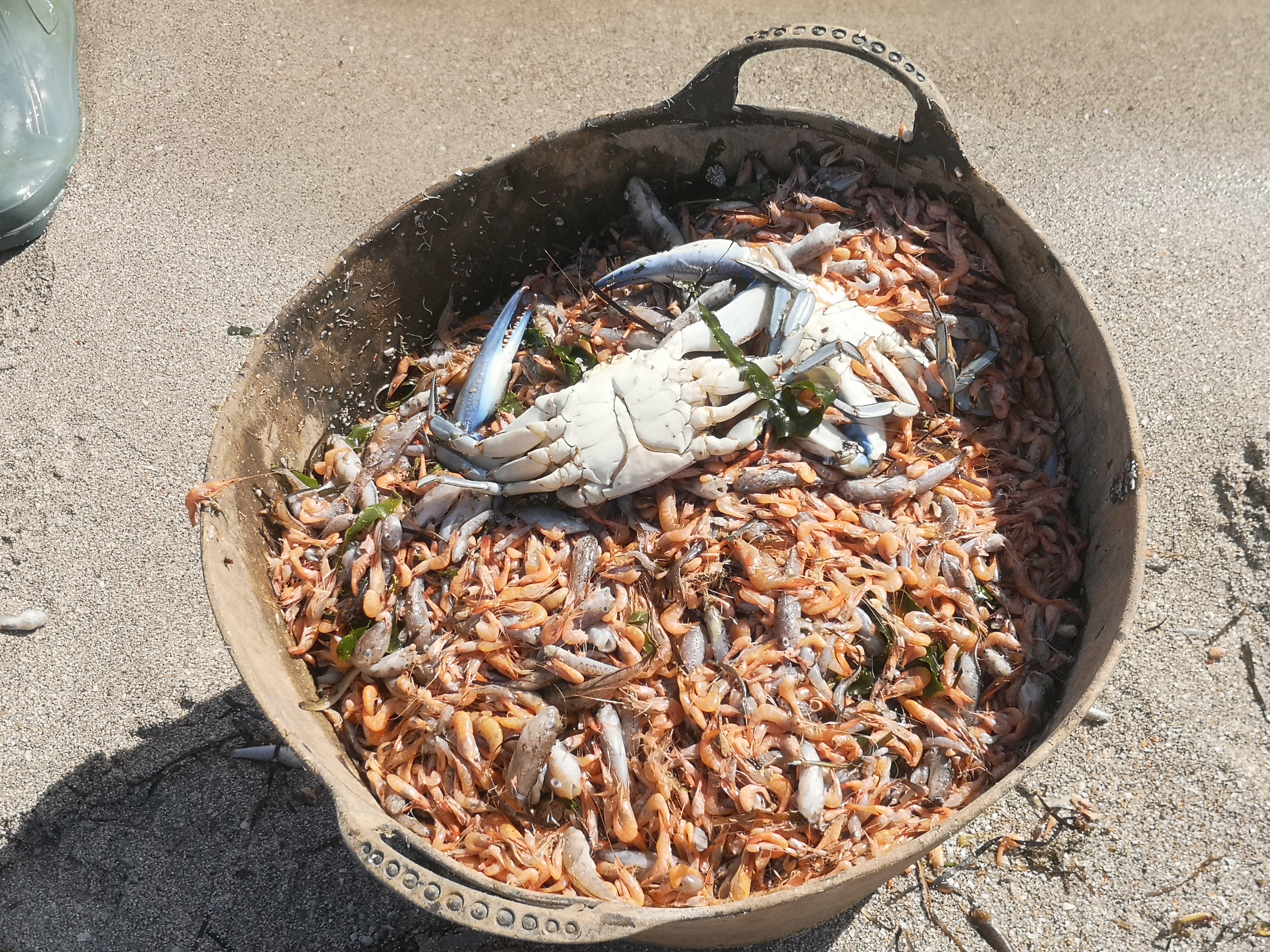 Un cesto con peces, langostinos y el resistente cangrejo azul, muertos por las condiciones de la laguna regional. Imagen: EEA
