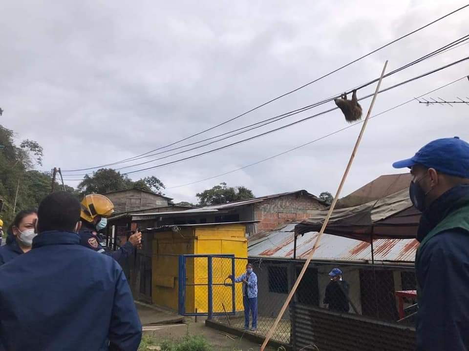 Hizo falta una escalera. Imagen: Corporación Autónoma Regional del Valle del Cauca (CVC)