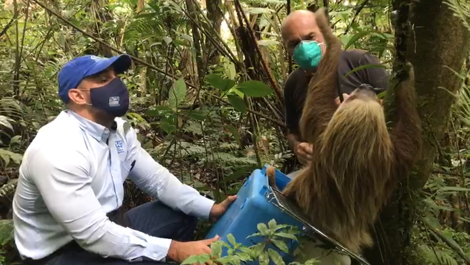 Un momento de la liberación, recogida en un vídeo. Imagen: Corporación Autónoma Regional del Valle del Cauca (CVC)