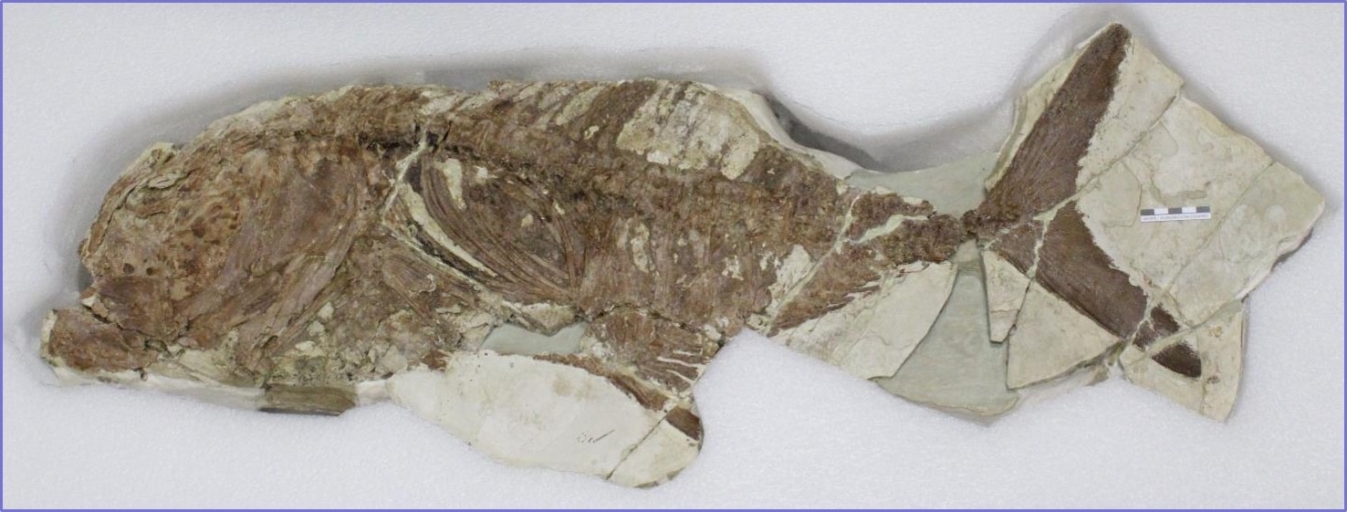 El pez fósil que puede verse en el MAM. Imagen: CARM