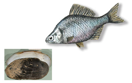 A la derecha, el pez invasor (Imagen: MNCN). Abajo a la izquierda, un ejemplar de 'Margaritifera auricularia' (Imagen: Francisco Welter Schultes, de http://www.animalbase.uni-goettingen.de/)
