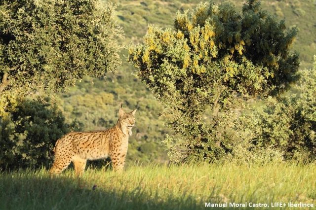 Imagen de archivo del proyecto Life+IBERLINCE para la Recuperación de la distribución histórica del lince ibérico (Lynx pardinus) en España y Portugal