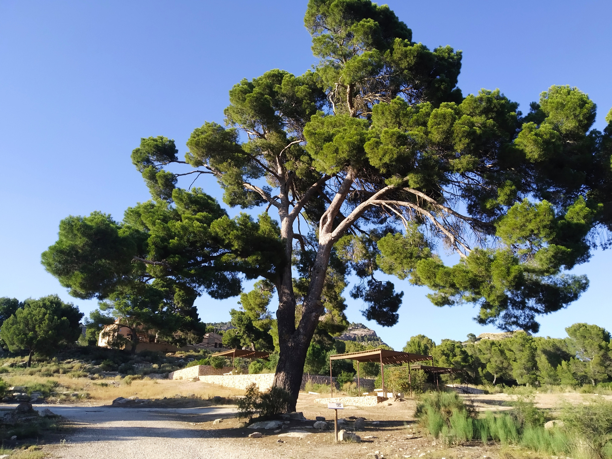 Un pino, catalogado como árbol singular, situado en el Monte Arabí. Foto: CARM