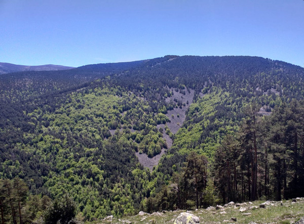 Imagen de un tipo de bosque mixto estudiado: mezcla de pinos silvestres y hayas en la Sierra de Cameros. Foto: Miren del Río / CSIC