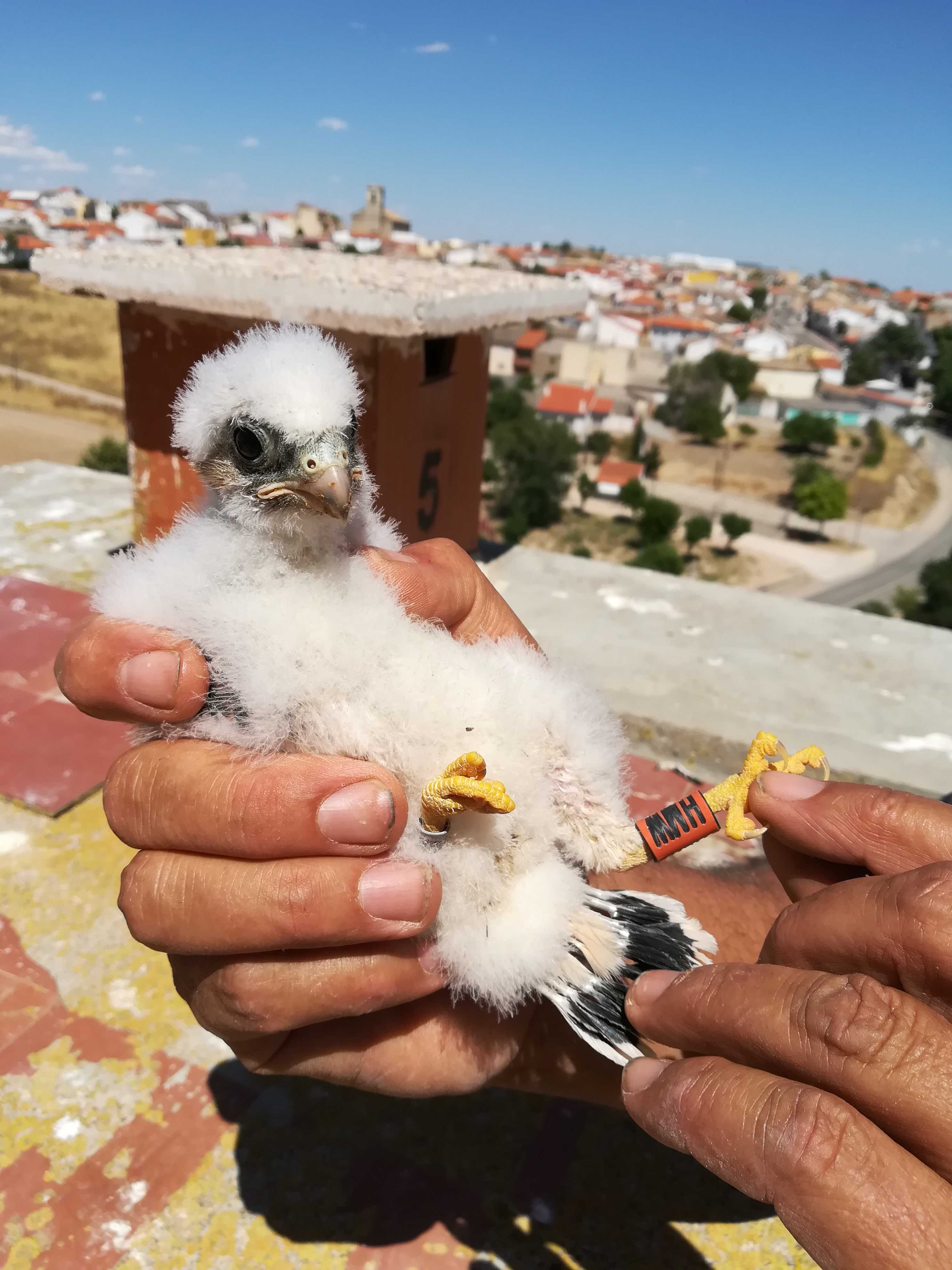 Pollo de cernícalo primilla y, detrás, nidal del silo de Saelices (Cuenca) en el que ha nacido. Imagen: Grefa