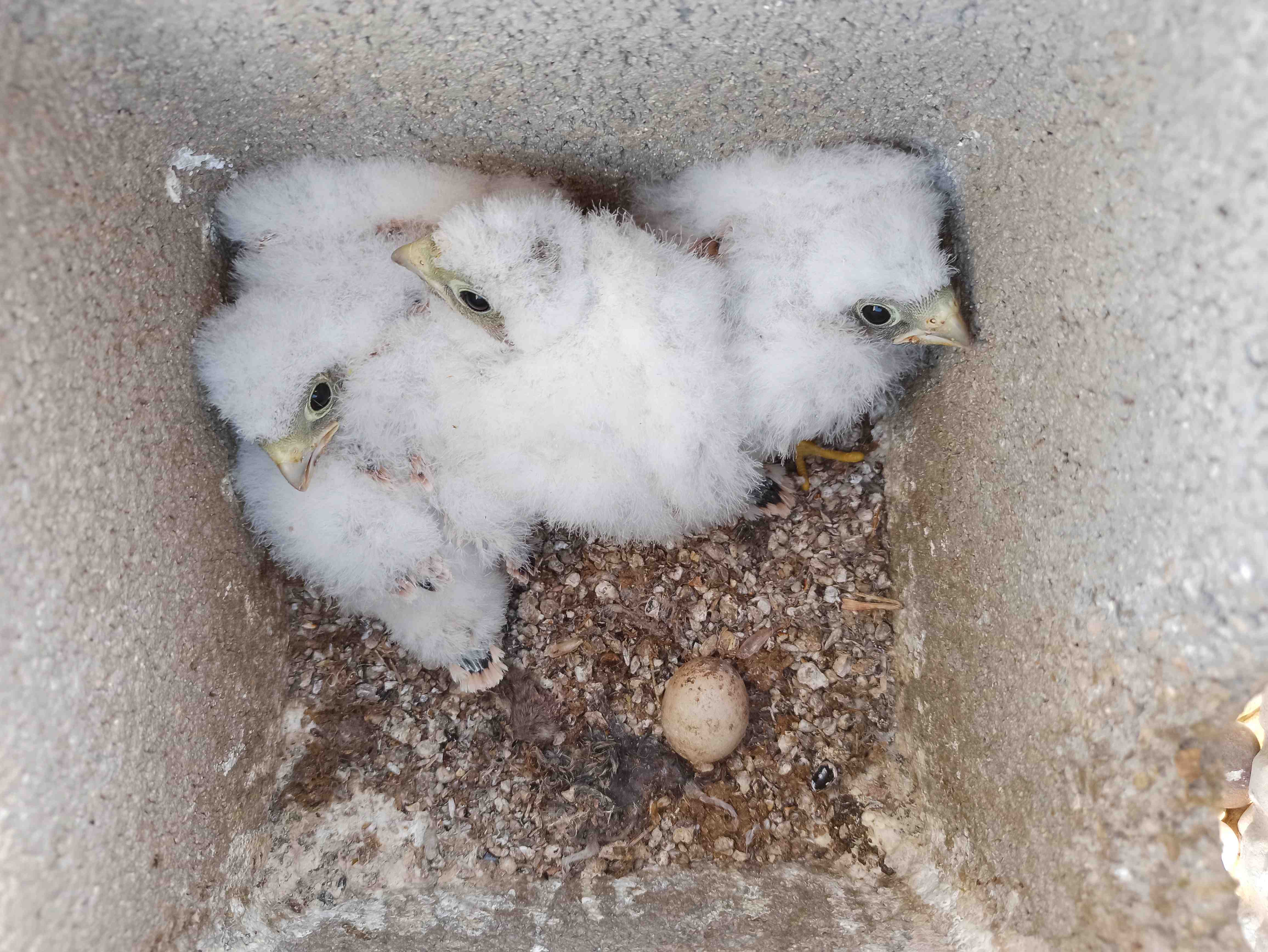 Varios pollos y un huevo de cernícalo primilla en un nidal de un silo. Imagen: Grefa