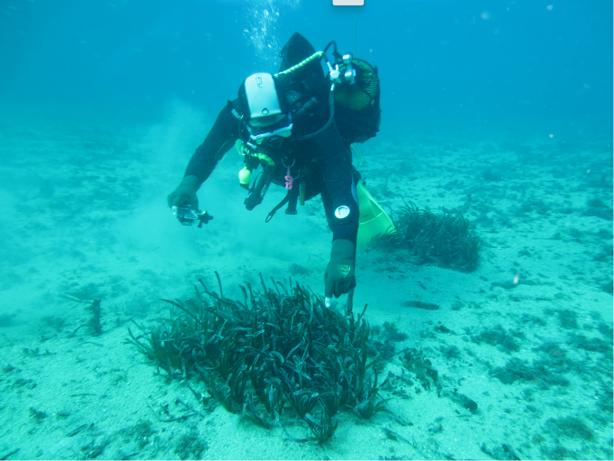 Manchas de posidonia oceánica originadas de trasplante de plántulas germinadas. Foto: CARM