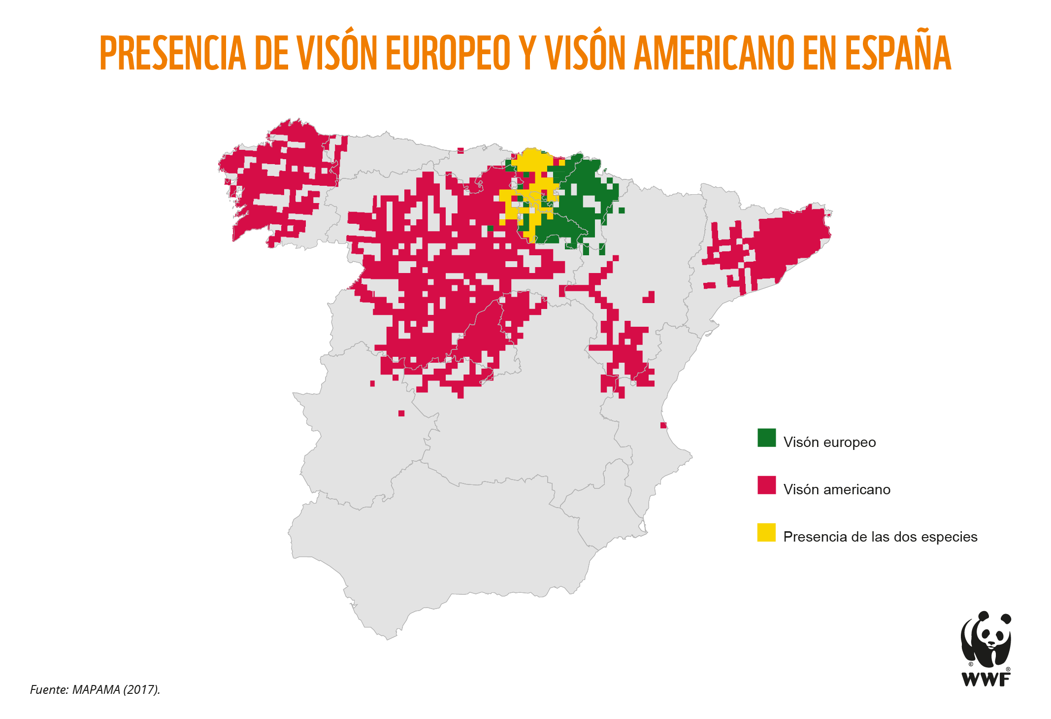 En  España, uno de sus últimos reductos, puede desaparecer en apenas siete años, ya que solo quedan 500 visones europeos. Imagen: WWF