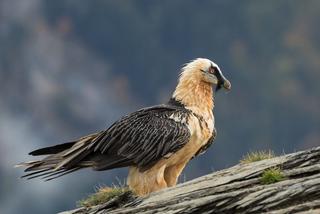 Los quebrantahuesos son una de las aves más amenazadas de Europa. Imagen: Pilar Oliva Vidal / CSIC