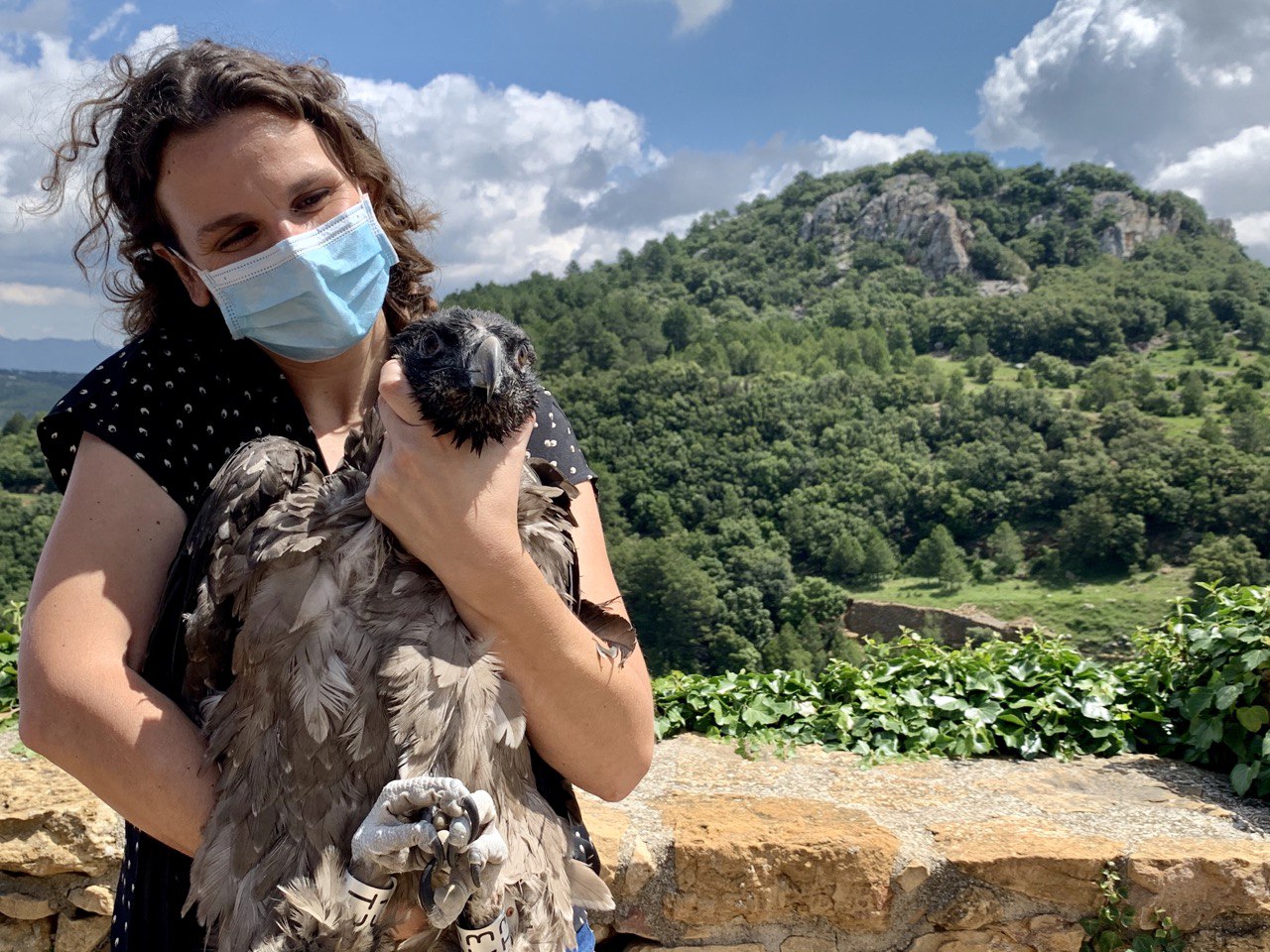 La secretaria autonómica de Emergencia Climática y Transición Ecológica, Paula Tuzón, ha participado en la liberación de dos crías de quebrantahuesos en el parque natural de la Tinença de Benifassà (Castellón). Imagen: Comunidad Valenciana