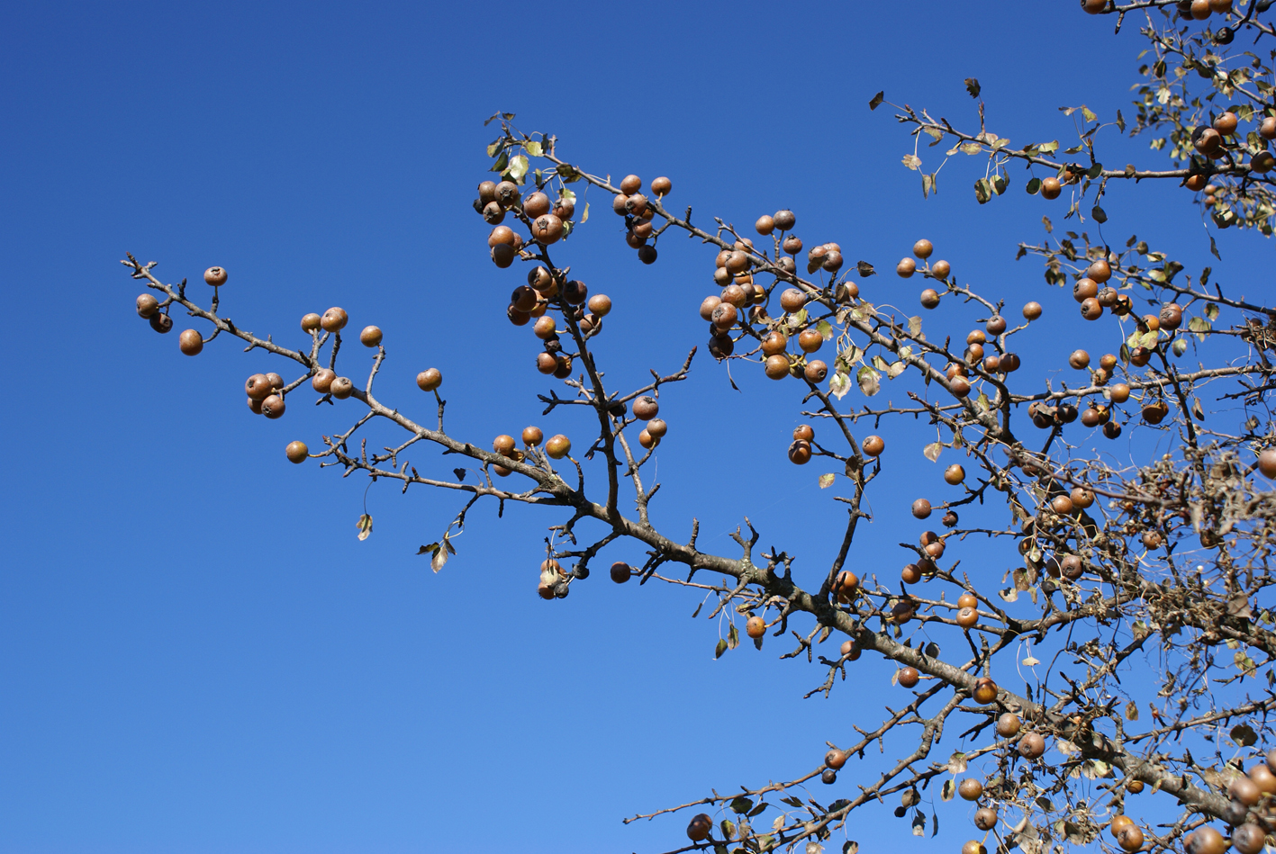 Ramas de piruétano en fruto, Parque Nacional de Doñana. Foto: José M. Fedriani