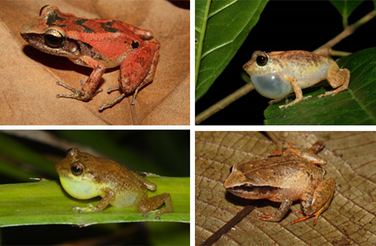 Ejemplares caribeños de anfibios del género ‘Eleutherodactylus‘. Imagen: Ariel Rodríguez / CSIC