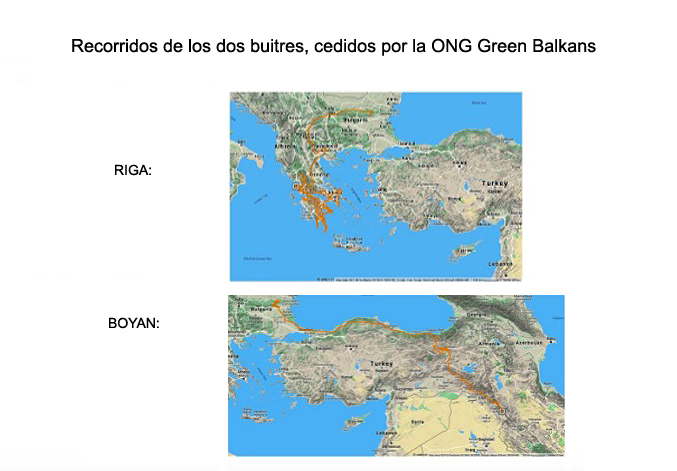 Trayectorias de los dos buitres, del pasado mes de diciembre. Imagen: Green Balkans
