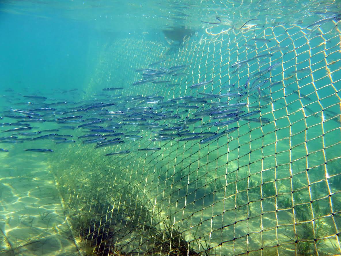 Estas redes impiden el libre paso de fauna marina. Imagen: Pacto por el Mar Menor
