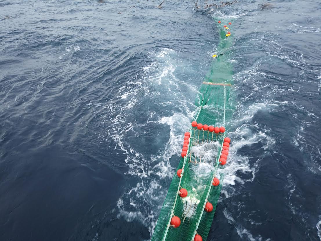 Pruebas experimentales con un prototipo de dispositivo de exclusión para evitar la mortalidad de delfines en la pesca de arrastre. Foto: Xulio Valeiras / CO Vigo (IEO, CSIC)