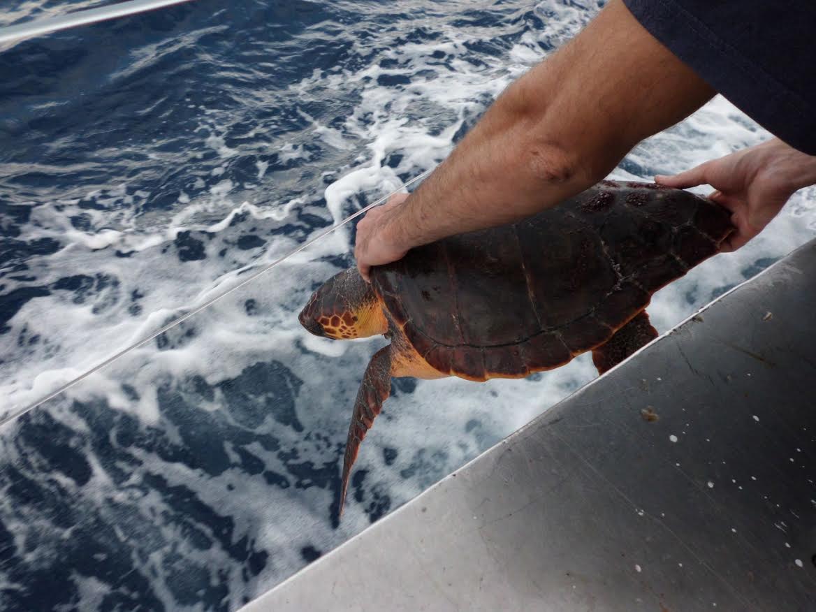 Liberando una tortuga boba. Foto: Miguel Cayuela / IEO