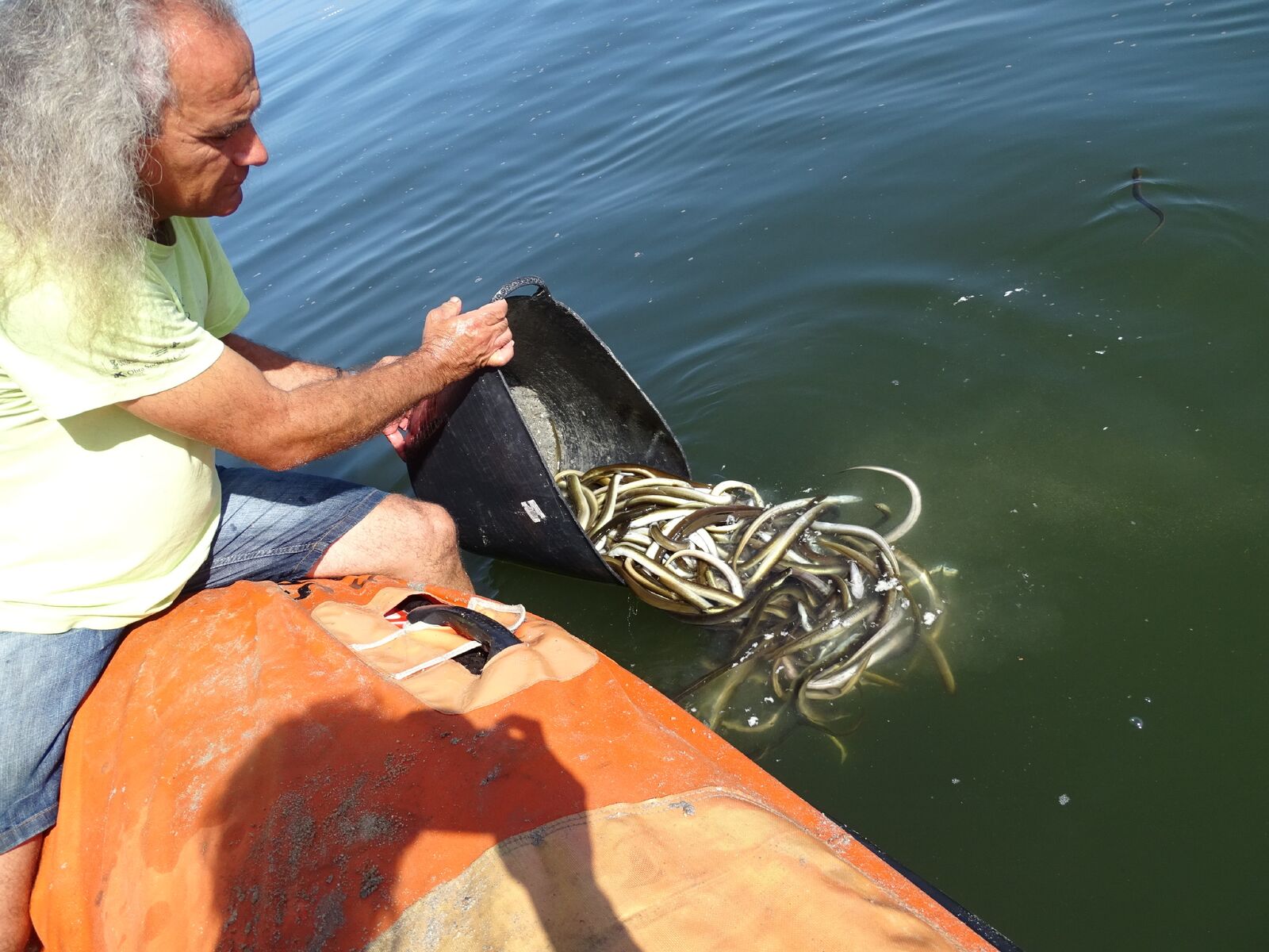 Rescate de anguilas afectadas por la falta de oxígeno del Mar Menor. Imagen: Pedro García / ANSE