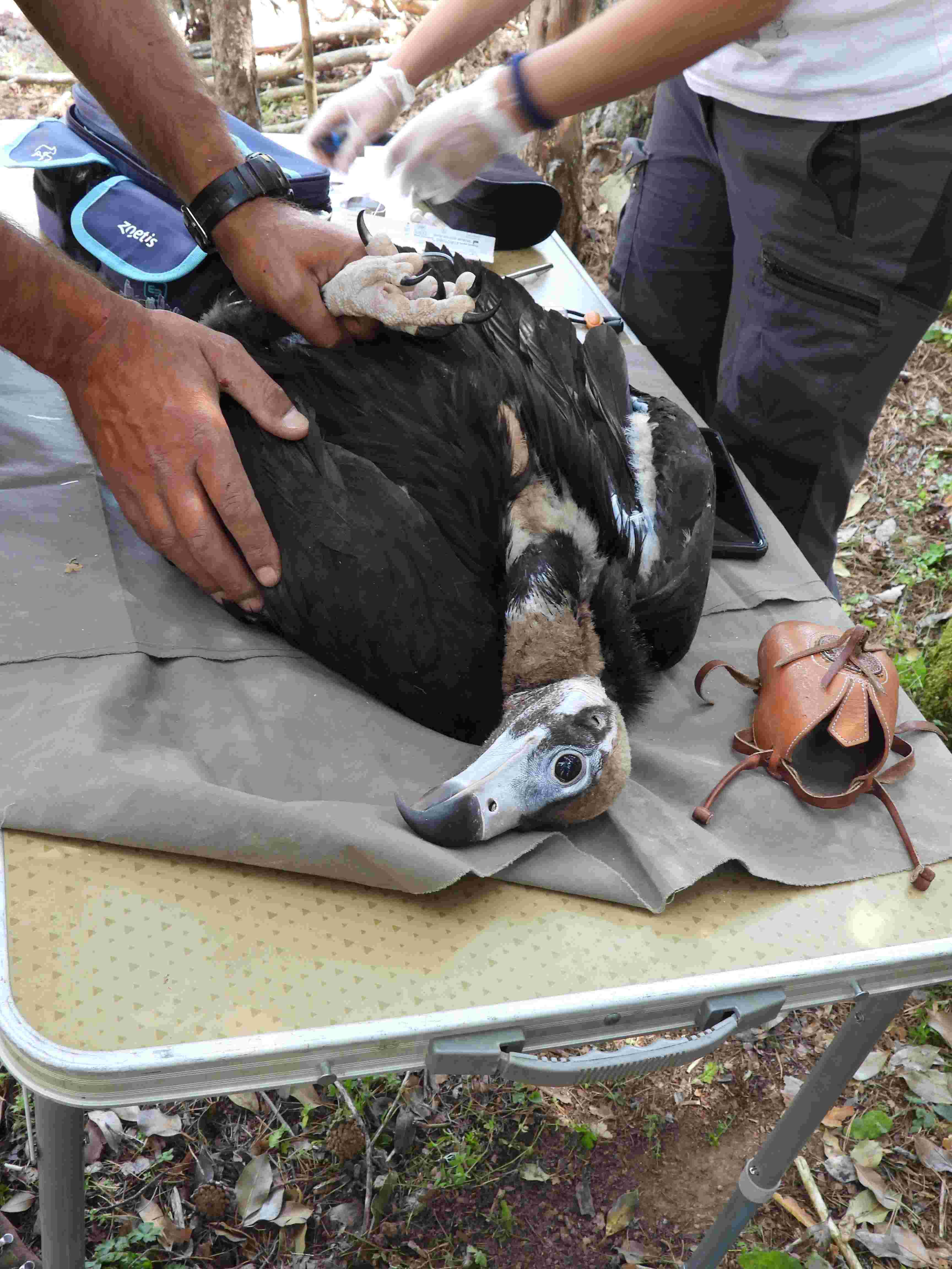 Revisión veterinaria a un buitre negro nacido en 2021 en la Sierra de la Demanda. Imagen: Grefa