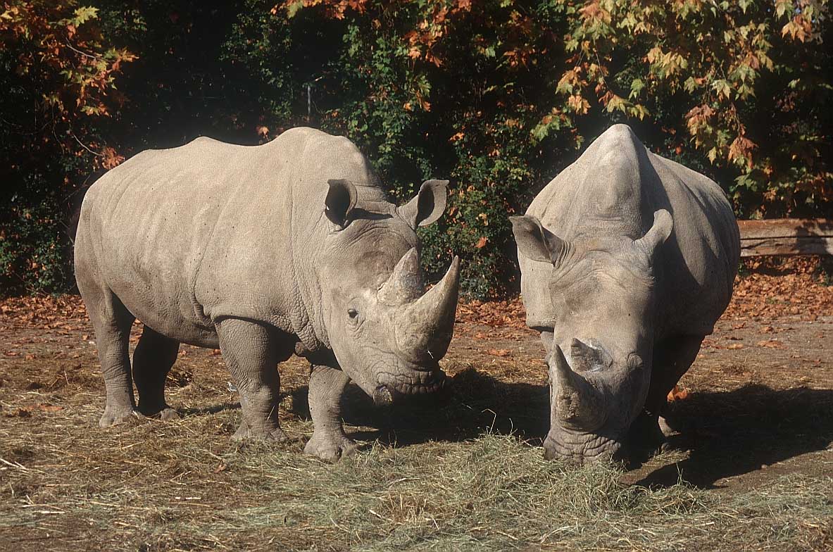 Rinocerontes, a menudo presas del furtivismo. Imagen: Big Foto (http://www.bigfoto.com).
