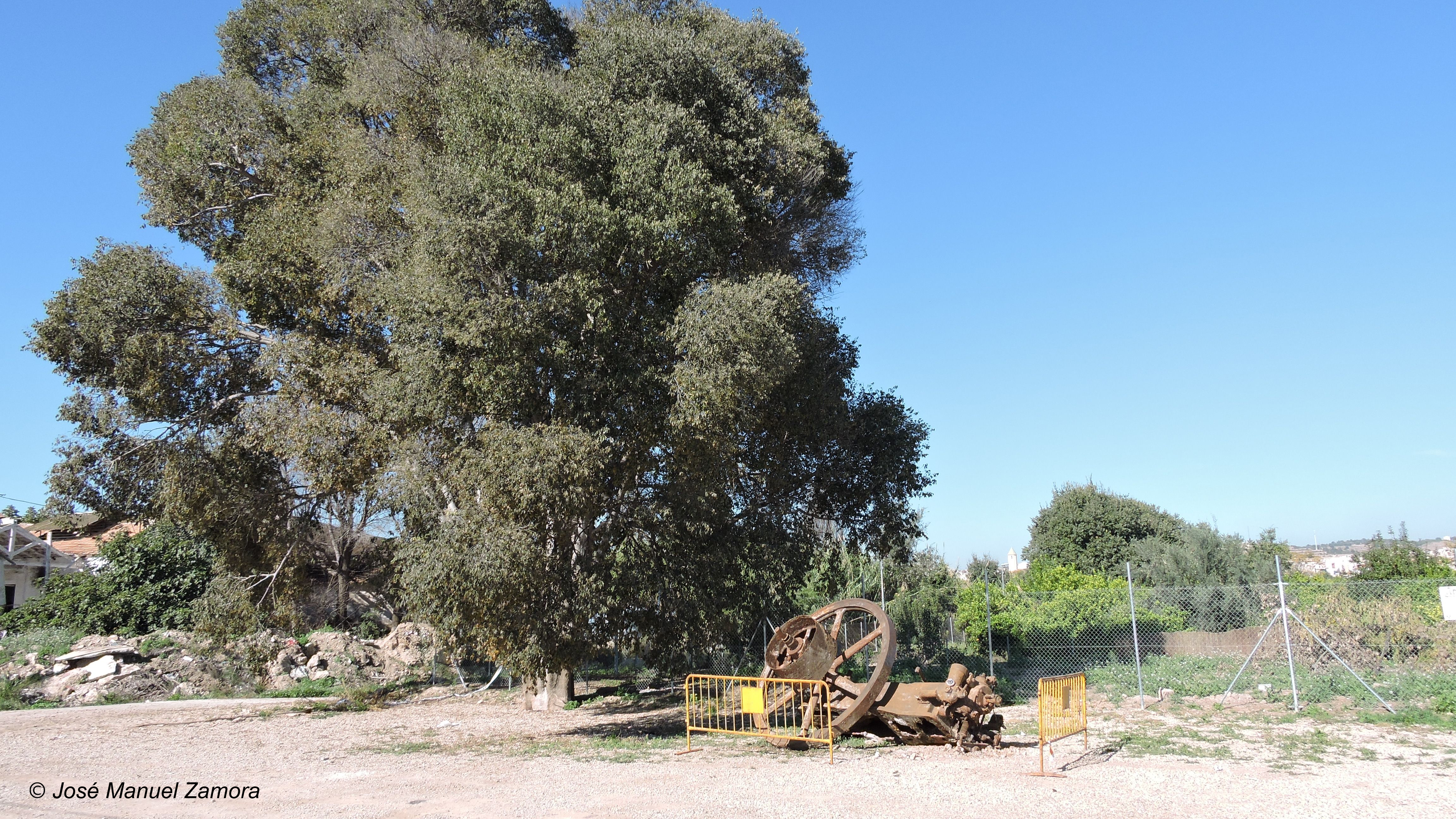 Almez de Puebla de Soto, en 2015. Al lado, una rueda de molina desenterrada bajo el árbol. Imagen: JM Zamora