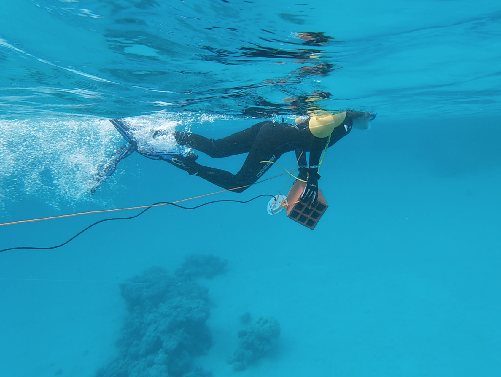 Trabajo de campo con un altavoz acuático en el Mar Rojo. Imagen: Michelle Havlik / CSIC