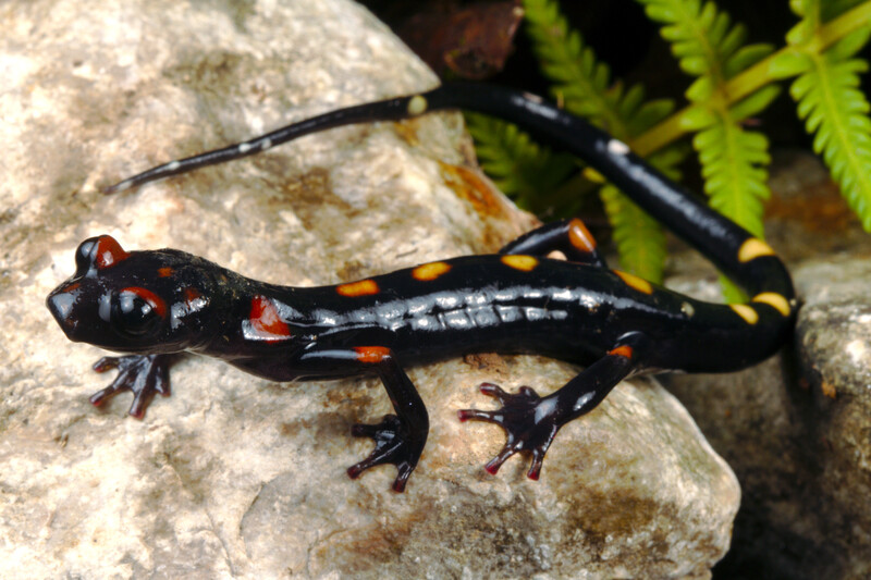 Salamandra ágil de patas largas ('Nyctanolis pernix'), que vive en Guatemala y México, y está catalogada como 'Vulnerable'. Foto: Todd W. Pierson