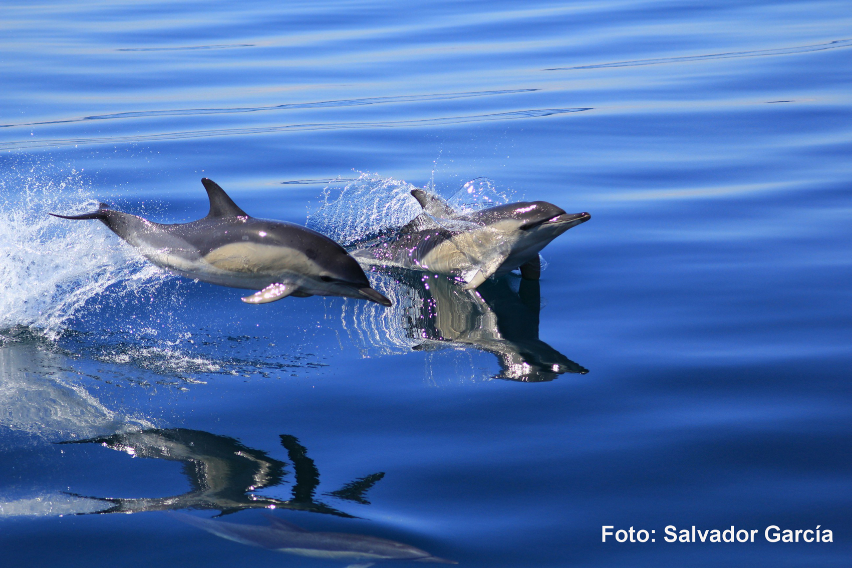Preciosa imagen de unos delfines saltando en el agua. Imagen: IEO