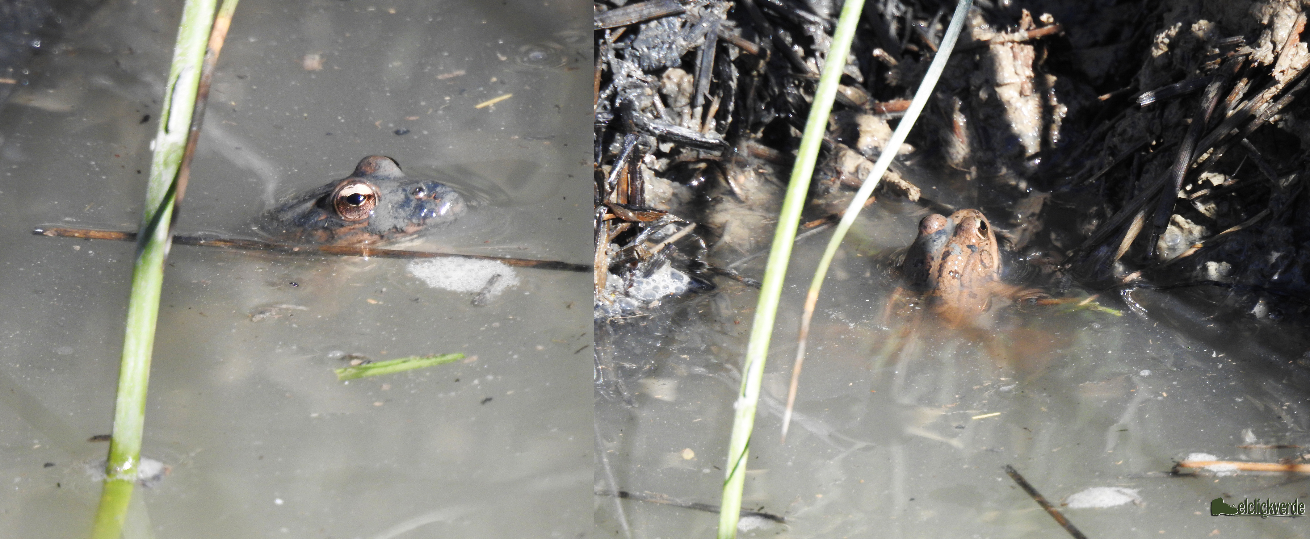 La rana común, asomándose tras hundirse previamente ante nuestra presencia