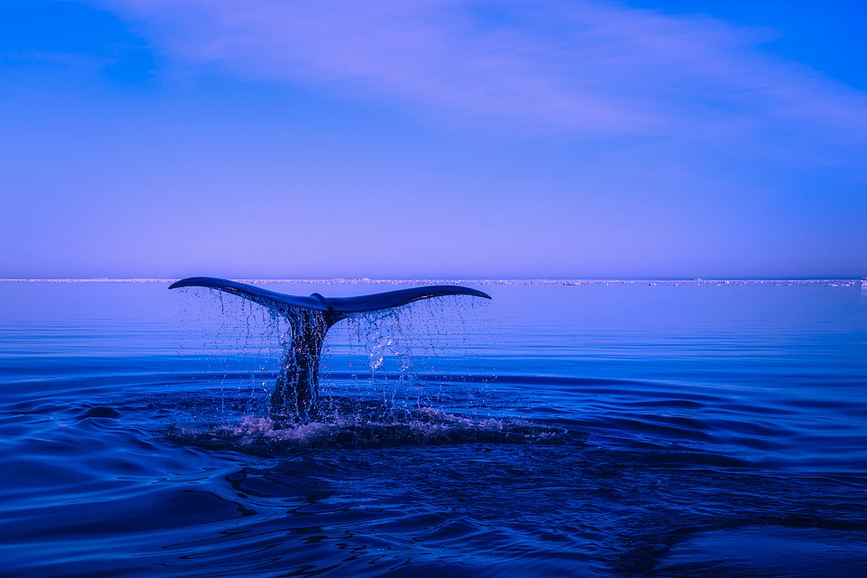 Una ballena jorobada asoma su cola en el oceáno