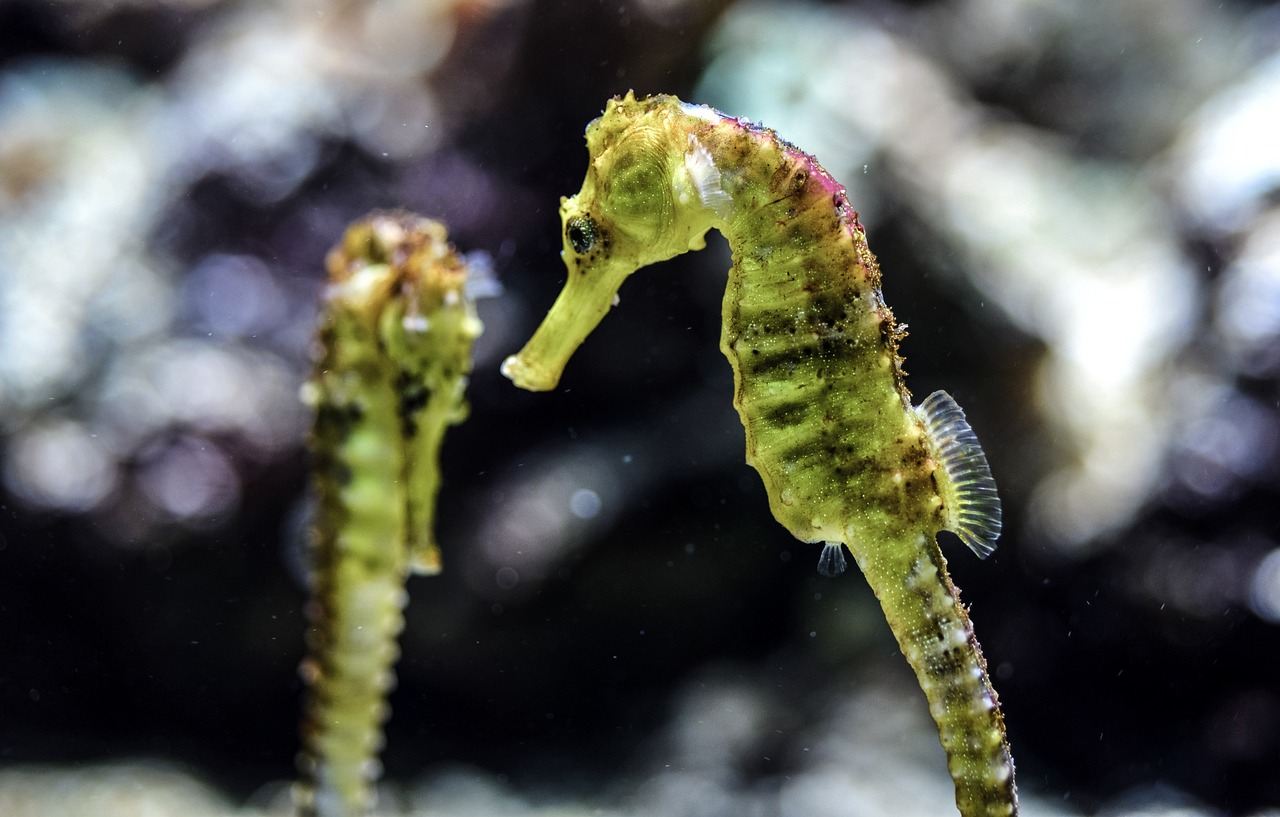 Un par de caballitos de mar en un acuario. Foto: Pixabay 