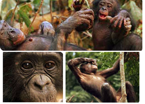 Imágenes de simios -cedida por Logo del Proyecto Gran Simio (GAP/PGS-España)-.