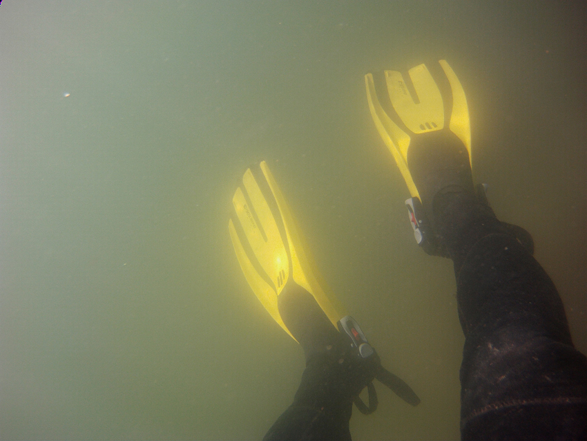 Sopa verde en el Mar Menor. Imagen tomada a unos 1,5 metros de profundidad, el 1 de abril, por Adrián Aguilar 