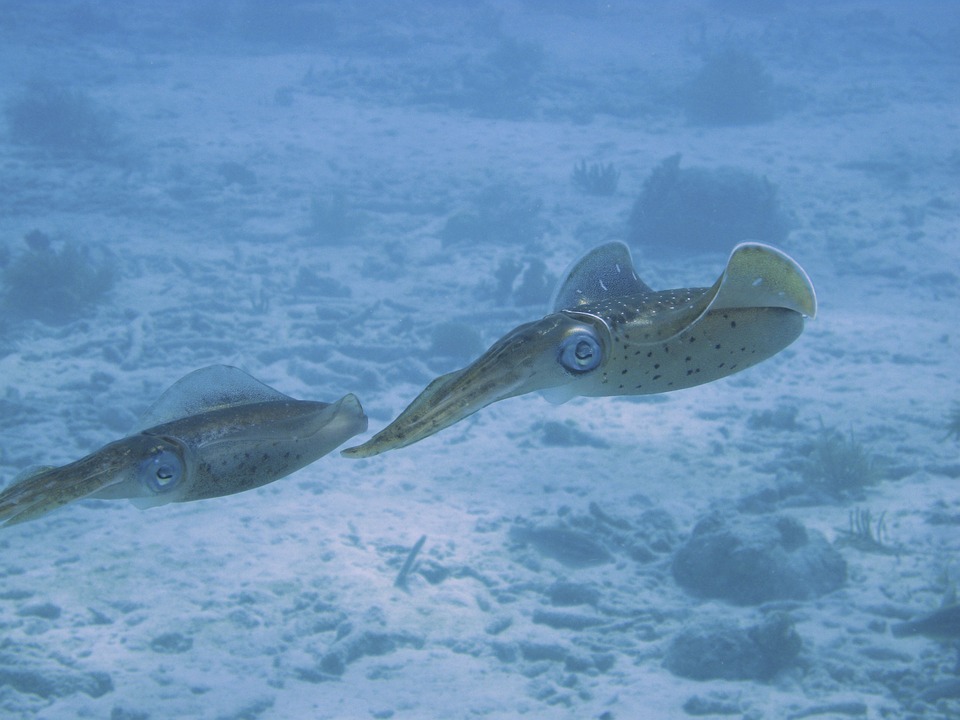 Dos calamares avanzan cerca del fondo. Imagen: Pixabay