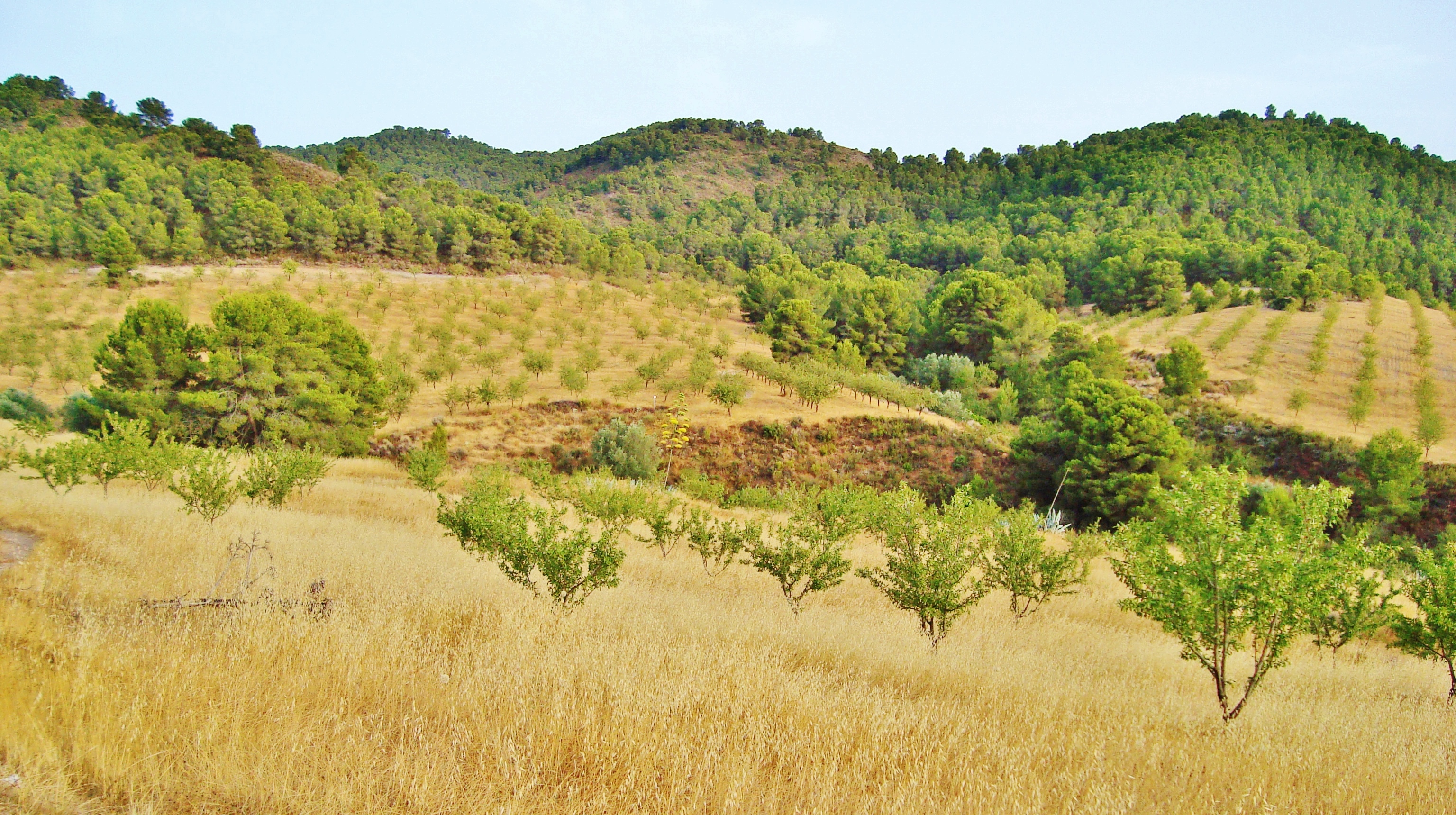 Paisaje de la zona del madroñal en la sierra de Almenara. Imagen: Acude