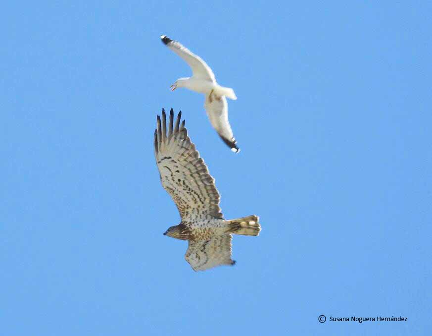 Gaviota patiamarilla acosando a un águila culebrera que acaba de cruzar el Estrecho. Imagen: Susana Noguera