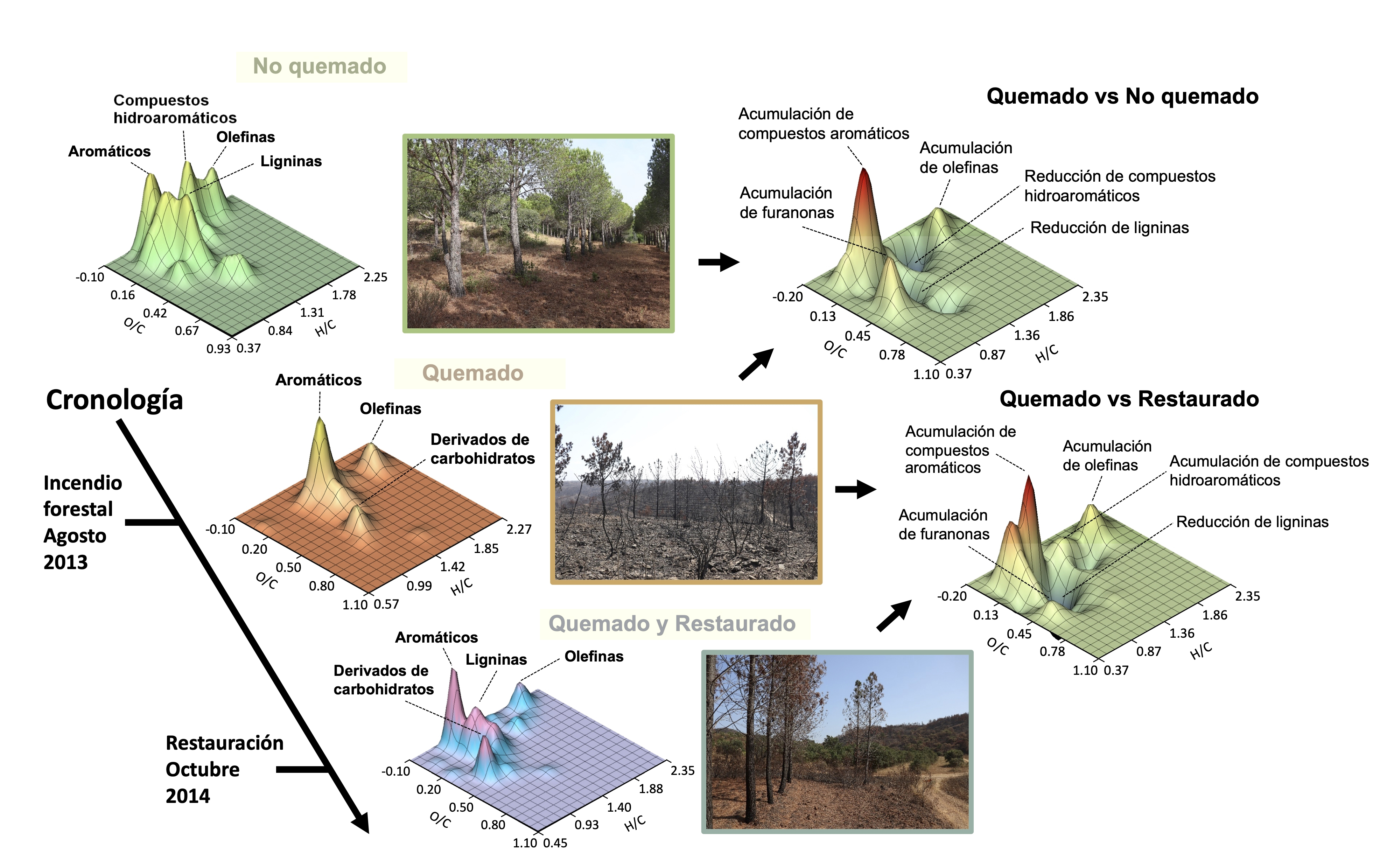Efectos del fuego y de las prácticas de restauración del bosque en la composición molecular de la materia orgánica del suelo. Imagen: MNCN