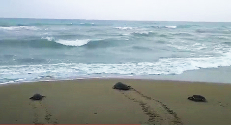 Las tortugas 521, 526 y 527 vuelven al Mediterráneo tras su recuperación. Imagen: Fundación Oceanogràfic