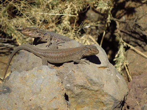 Ejemplares de lagarto Tizón, Gallotia galloti, de una localidad del sur de la isla de Tenerife. Imagen: Javier Gómez-Aoiz / MNCN