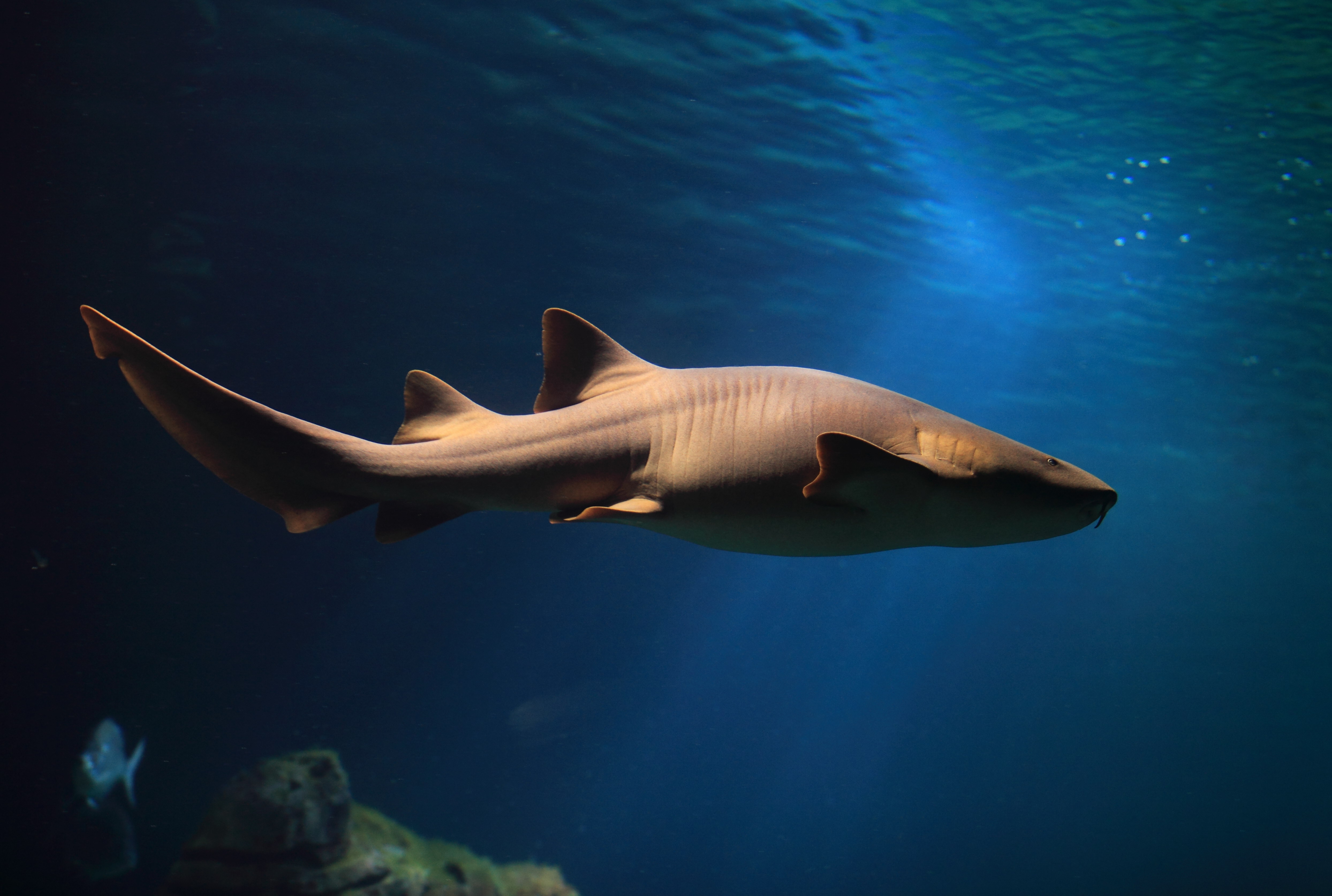 Tiburón nodriza. Foto: Fundación Oceanogràfic