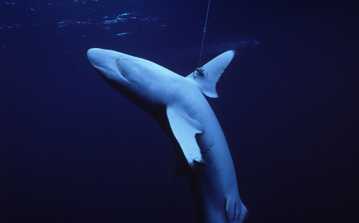 Tiburones y las rayas en el segundo grupo de vertebrados más amenazado del planeta. Imagen: WWF