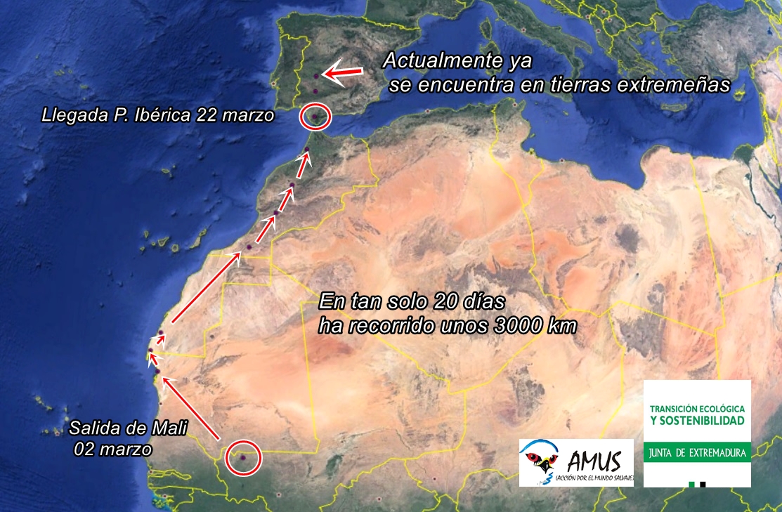 Vuelo de Tizón en menos de un mes, para llegar a Extremadura. Imagen: AMUS