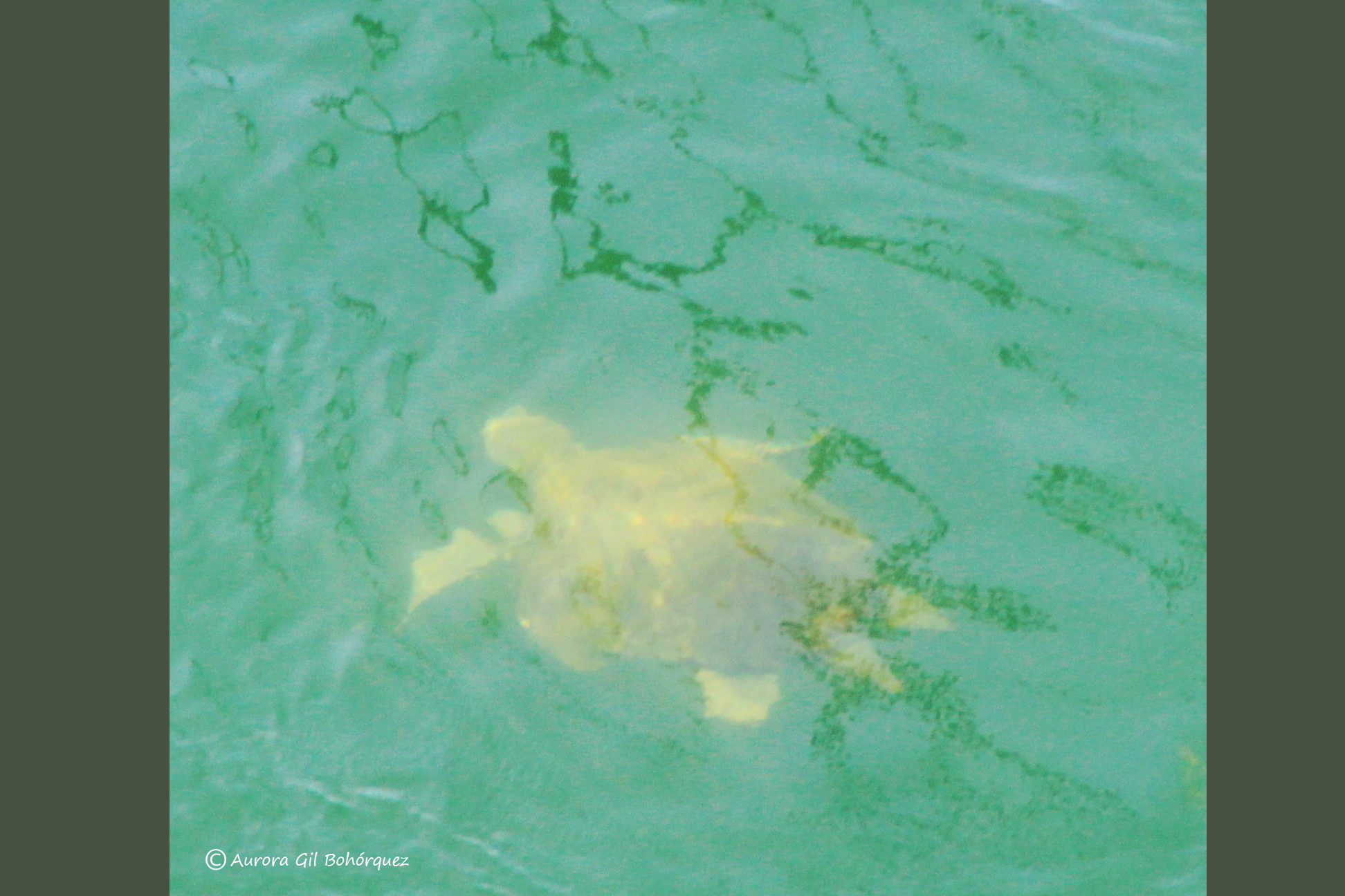 Ejemplar de tortuga marina vista cuando salía hoy por el puente del Estacio. Imagen: Aurora Gil Bohórquez
