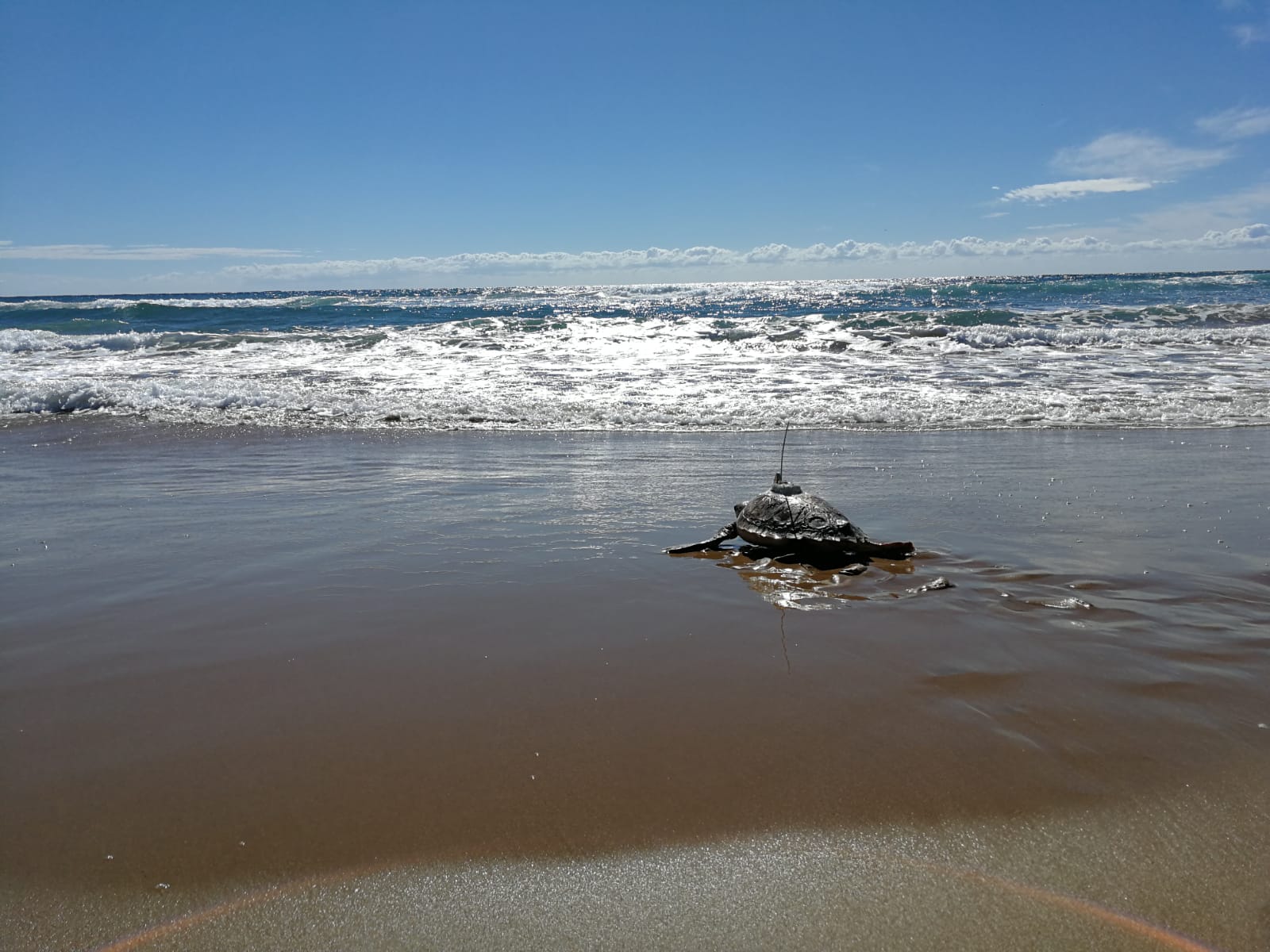 Tortuga marina marcada con dispositivo, en su camino de vuelta al mar. Imagen: Oceanogràfic