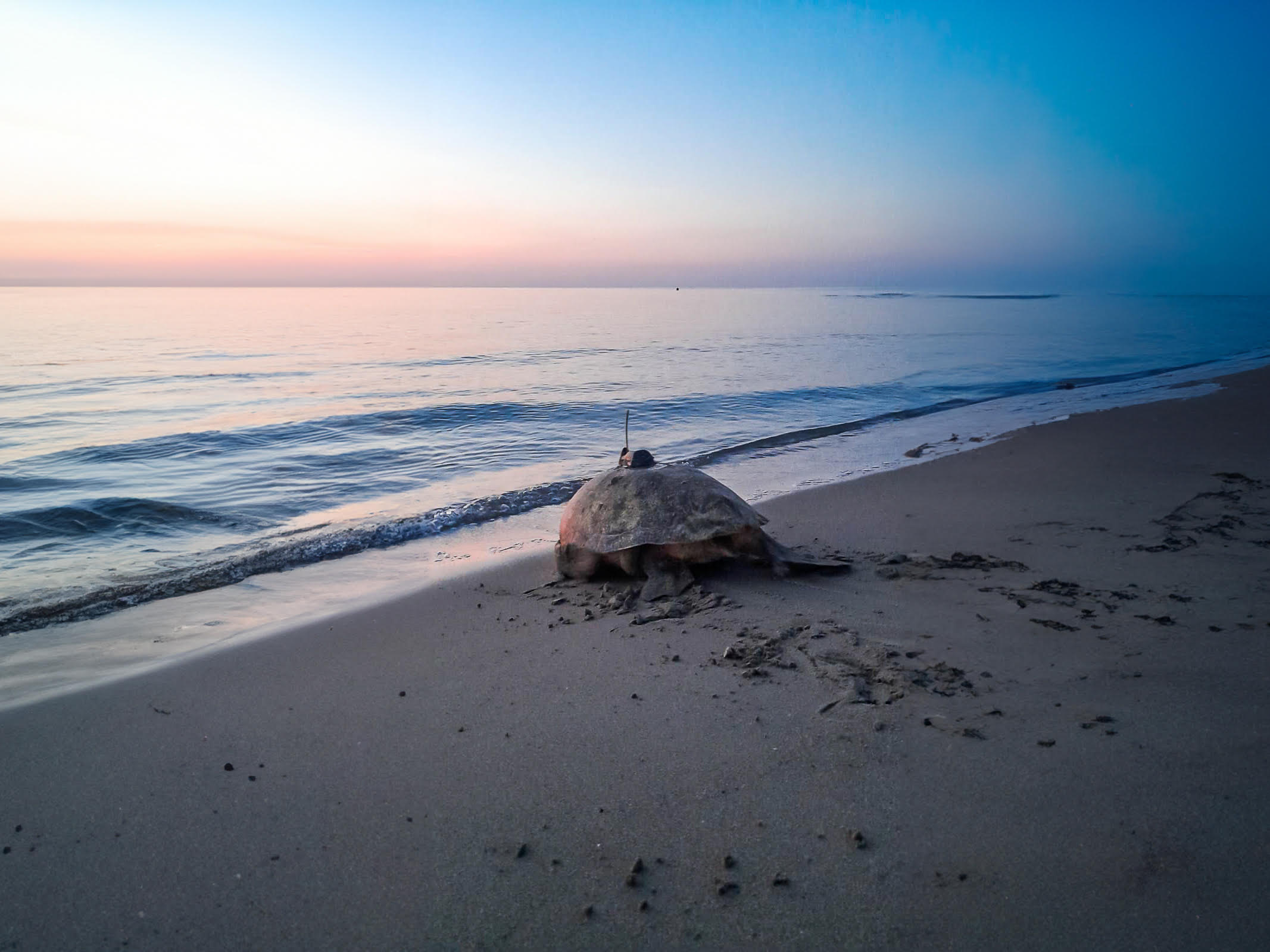 La tortuga vuelve al mar con su GPS ya instalado. Foto: Fundación Oceanogràfic 