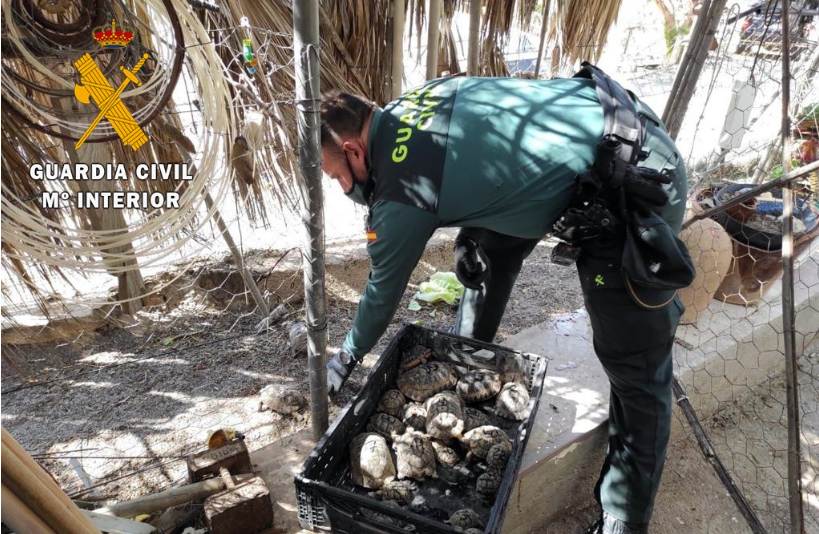 El detenido tenía 28 tortugas moras 'Testudo graeca' en su vivienda, sin licencia. Imagen: Guardia Civil